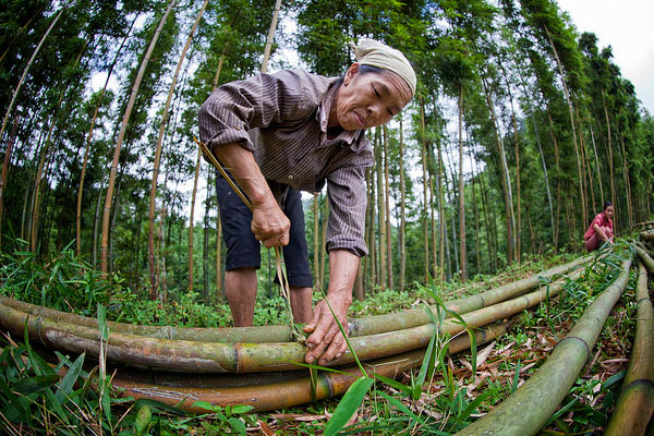 woman tying bamboo