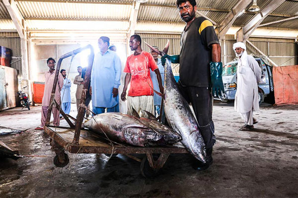 Pakistani fishers