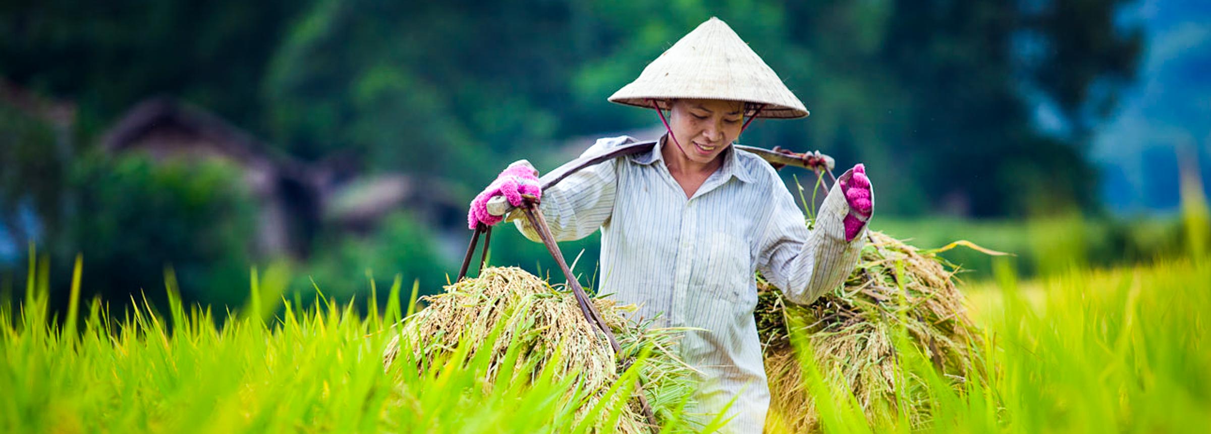 Vietnamese farmer