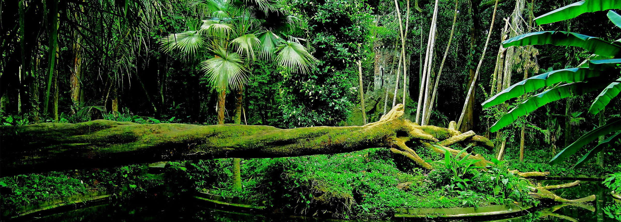 Amazon rainforest, Brazil