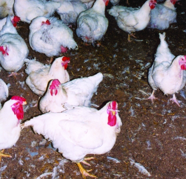 Socio-Economic Factors Affecting Avian Influenza Prevention and Control: The Case of Village Poultry Farming in Burma (Myanmar)