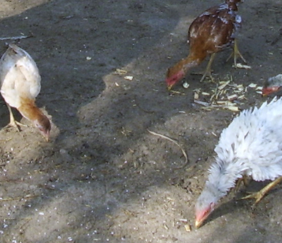 Future of Smallholder Poultry Production in Cambodia and Lao PDR: Uncertainty and Future Prospective