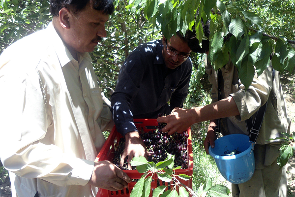 Abdual Qahir (left), president of the Horticulture Growers and Community Development, and two farmers harvest cherries using field boxes introduced by PACCD.