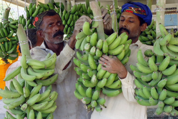 Farmers in Pakistan participate in banana ripening training.