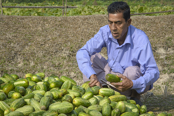 Farmer Gunendra Sen sorts cucumbers grown at his CREL demo farm.