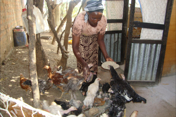 Alice Makau raises chickens to earn income and feed her family.