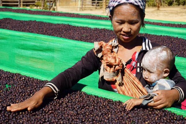 Sun-dried natural coffee cherries in Burma.