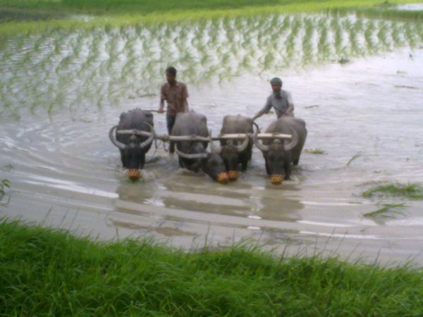 Buffalo pulling a harrow in a rice field before planting