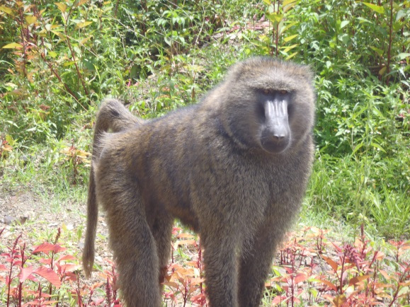 ethiopia-monkey