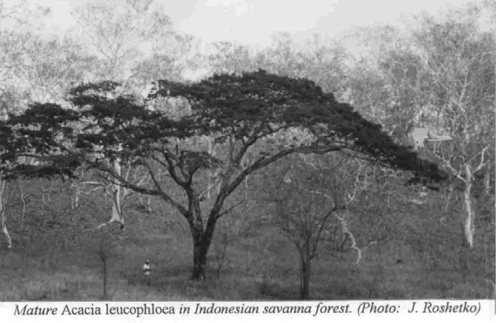 Winrock International Acacia Leucophloea Shade And Fodder For Livestock In And Environments