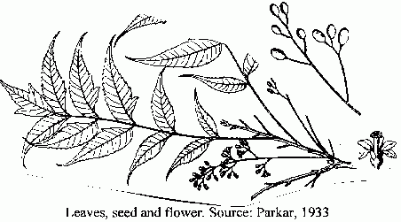 How to draw Neem leaf//FOLIAGE//compound leaf//medicinal plant#neem#foliage#medicinalplant#  - YouTube