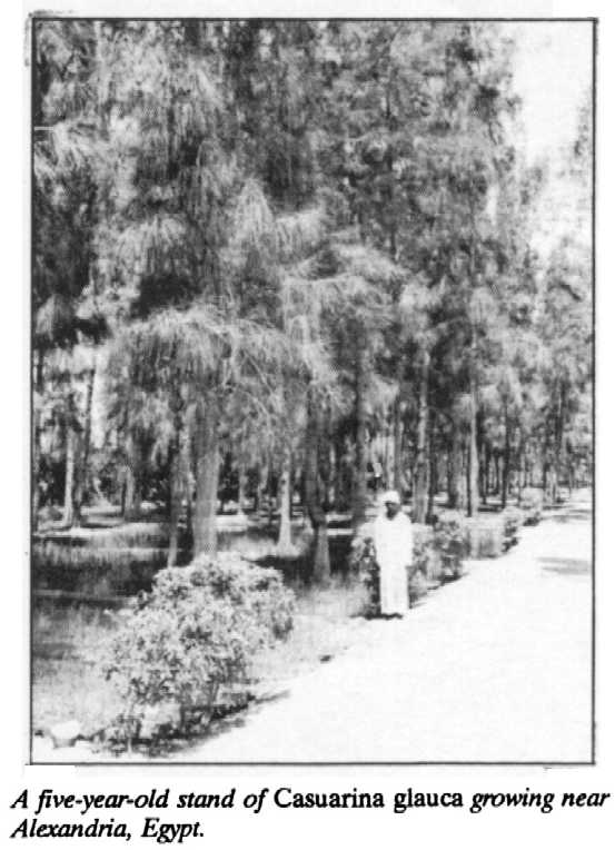 casuarina glauca