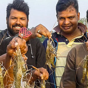 How New Shrimp Farming Methods are Improving Lives in Bangladesh