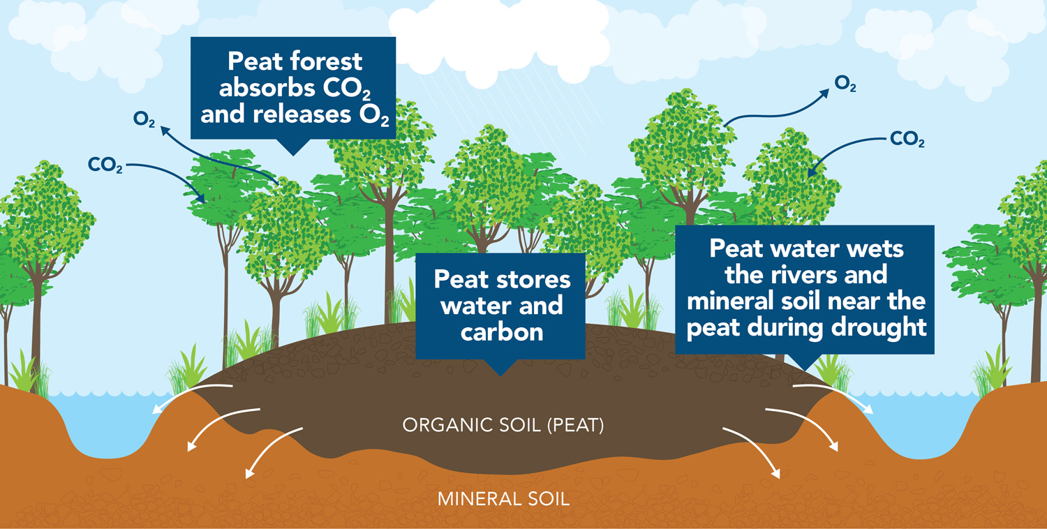 Sustainable natural rubber project in Indonesia 