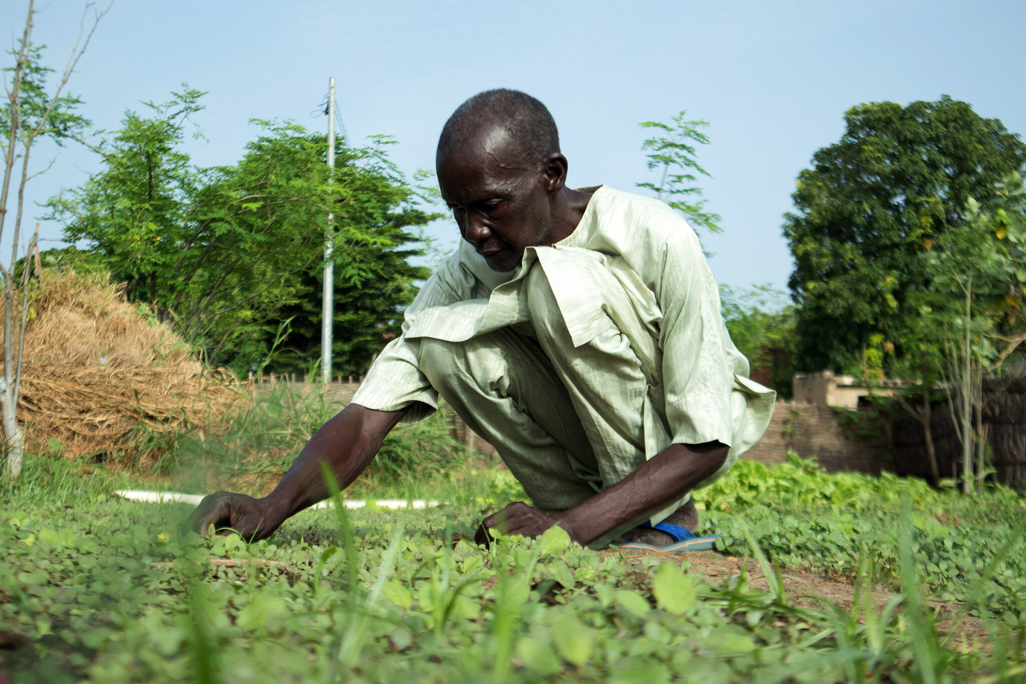 Coordination of pluralistic agriculture extension and advisory services ...