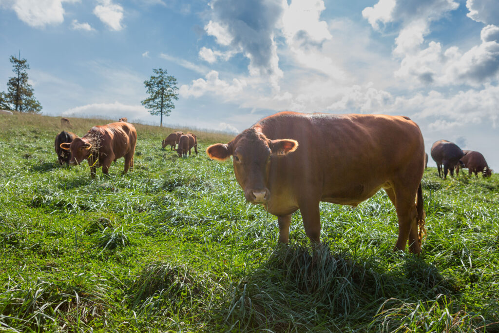 How can regenerative grazing for dairy production provide wins for cows, farmers and climate