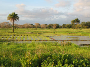 rice crops in the region of Casamance, Senegal
